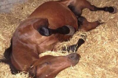 colique cheval vété