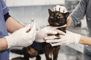 chat soin vétérinaire vaccin annuel
