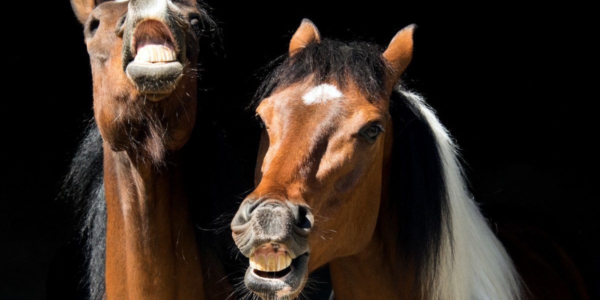 flehmen flehmencheval