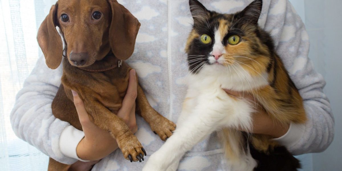 pexels-nadia-vasil’eva-6821106 Chien chat