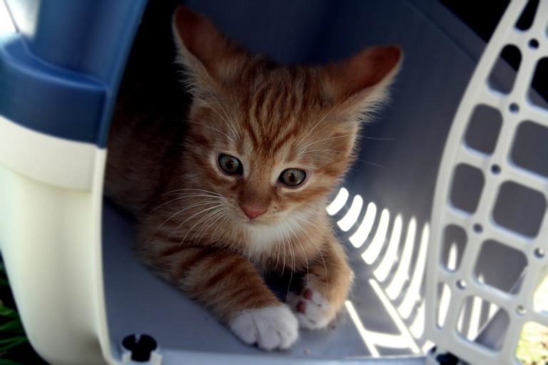 Transport chaton
