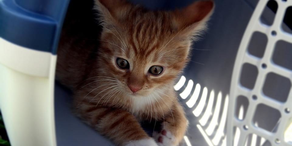 ct transport Transport chaton