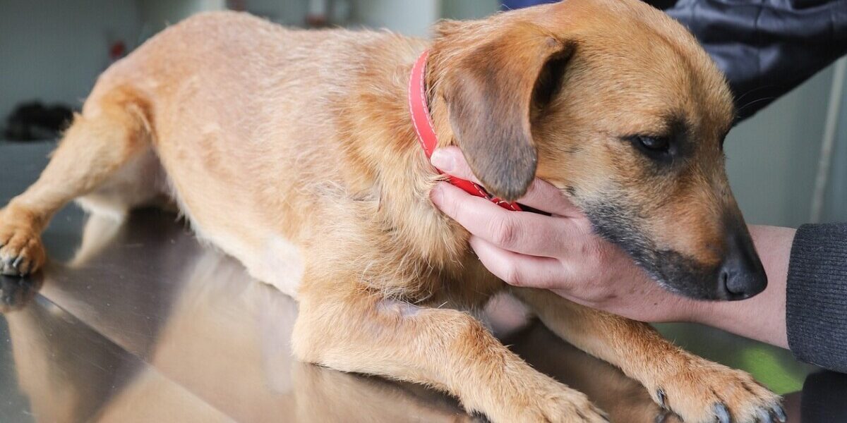 veterinarian-gedcbce03b_1920