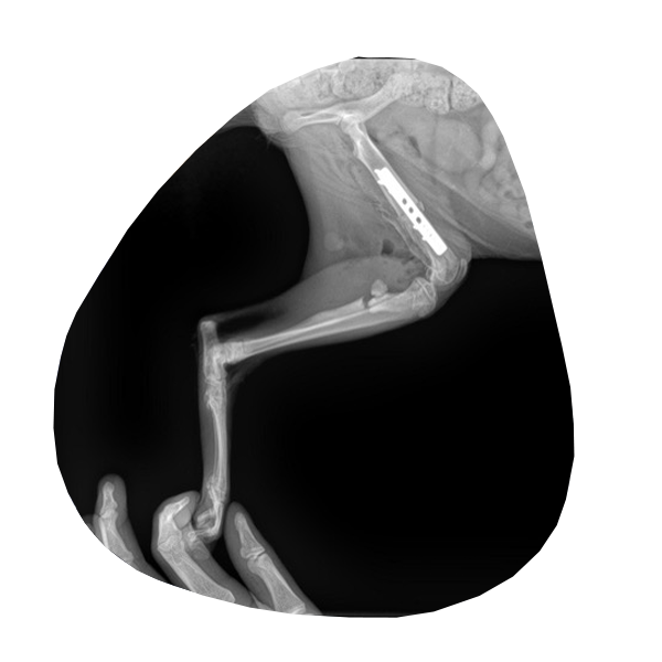 osteopattes-cabinet-2.1