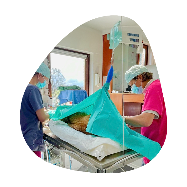 chirurgie-3